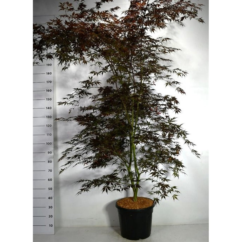 Japansk lönn – Acer palmatum 'Sumi-nagashi' - C35 200-250 cm.
